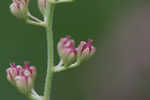 Coastal false asphodel